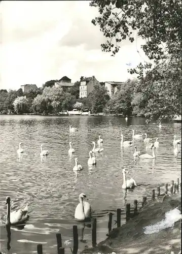 Strausberg Brandenburg Schwaene am Straussee Kat. Strausberg