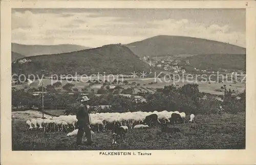 Falkenstein Taunus Panorama mit Schafen Kat. Koenigstein im Taunus