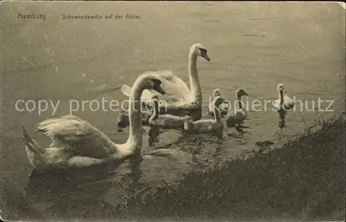 Hamburg Schwanenfamilie auf der Alster Kat. Hamburg