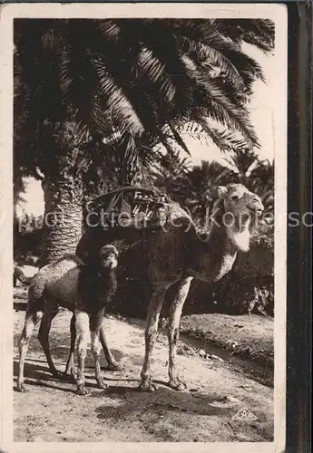 Tiere Kamele Palme / Tiere /