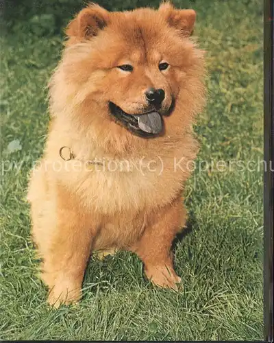 Tiere chow-chow / Tiere /