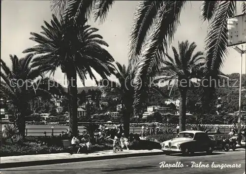 Palmen Rapallo Palme lungomare / Pflanzen /