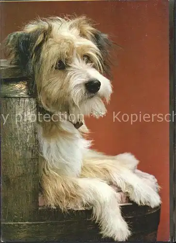 Tiere Tibet Terrier jung / Tiere /