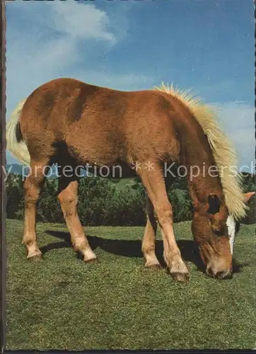Pferde  / Tiere /