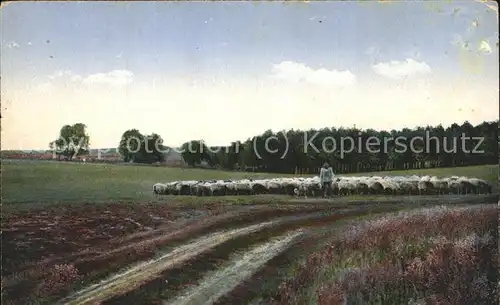 Hirte Schnuckenherde Lueneburger Heide  Kat. Landwirtschaft