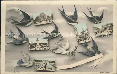 Tauben Schwalben Postkarten  Kat. Tiere