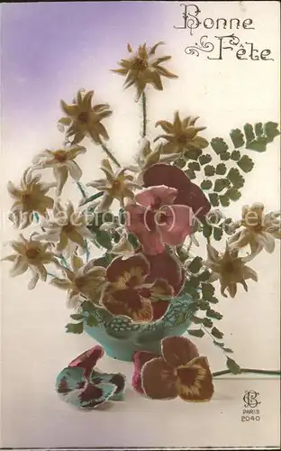Edelweiss Blumen  Kat. Pflanzen