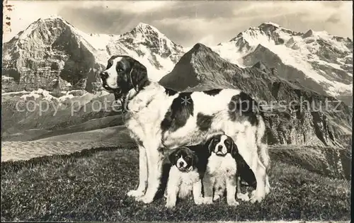 Hunde Bernhardiner Alpidyll Kat. Tiere