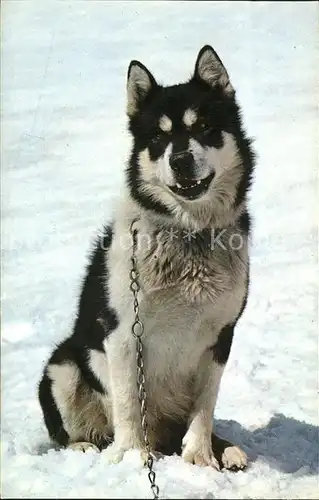 Hunde Polarhund Jungfraujoch Kat. Tiere