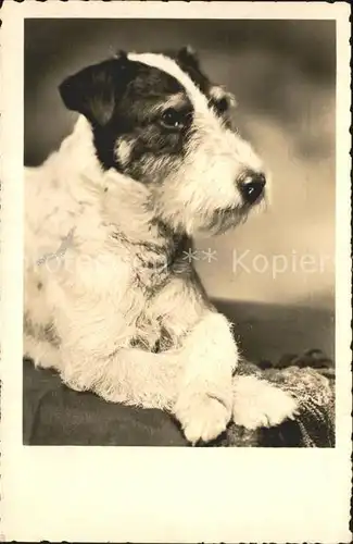 Hunde Fox-Terrier / Tiere /