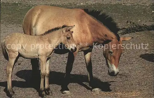 Pferde Pony  Kat. Tiere