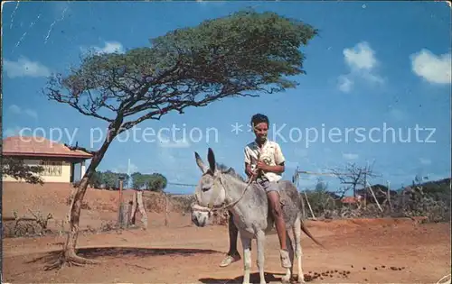 Esel Tiere Baum Dividivi Tree Curacao Kat. Tiere