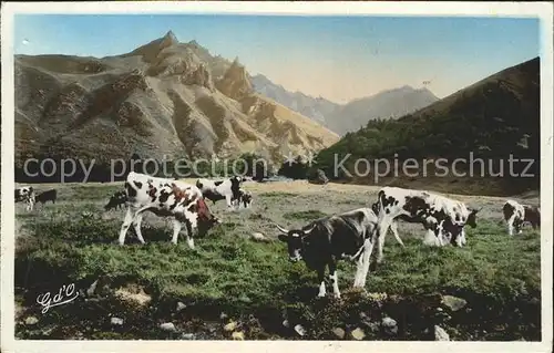 Kuehe Auvergne Vallee d Enfer Sancy Kat. Tiere