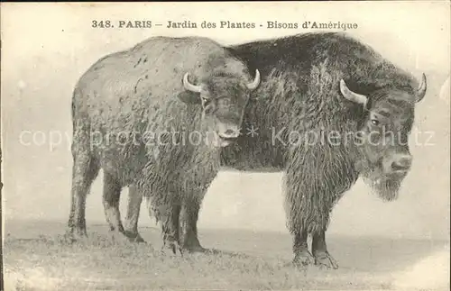 Tiere Bison Paris des Plantes Paris Kat. Tiere