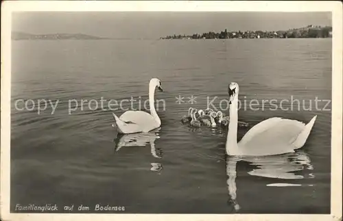 Schwan Bodensee Kat. Tiere