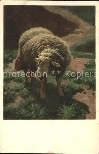 Schafe Kuenstlerkarte Rudolf Koller Nr. 1862 Kat. Tiere