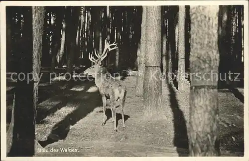 Hirsch Wald Baeume Kat. Tiere