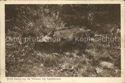 Schweine Wildschwein Veluwe Apeldoorn Kat. Tiere