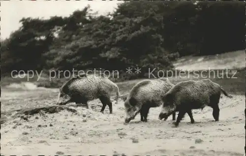 Schweine Wildschweine  Kat. Tiere