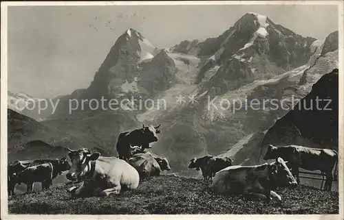 Kuehe Berge Photoglob Wehrli Nr. 7690 Kat. Tiere