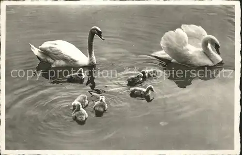 Schwan Hilterfingen Thunersee  Kat. Tiere