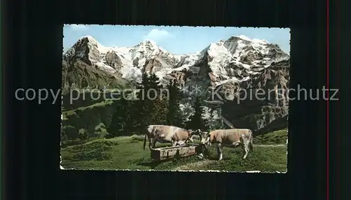 Kuehe Wengernalp Eiger Moench Jungfrau Kat. Tiere