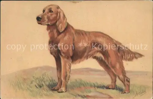 Hunde Golden Retriever Kuenstlerkarte  Kat. Tiere