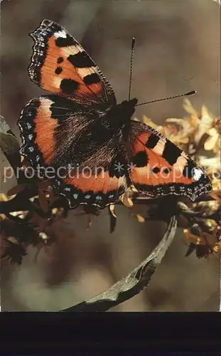 Schmetterlinge Kleiner Fuchs Aglais urticae Kat. Tiere