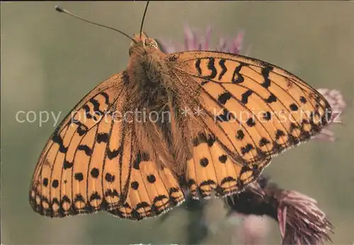 Schmetterlinge Papillon Tabac D Espagne  Kat. Tiere