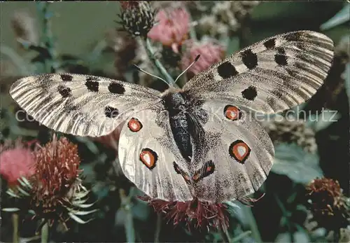 Schmetterlinge Papillon Apollon Kat. Tiere