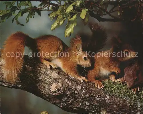 Eichhoernchen Squirrels Ecureuils Kat. Tiere