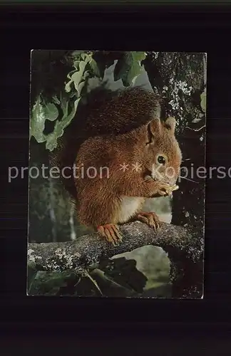 Eichhoernchen Ecureuil Squirrel Kat. Tiere