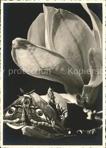 Schmetterlinge Nachtpfauenauge Magnolienbluete Kat. Tiere