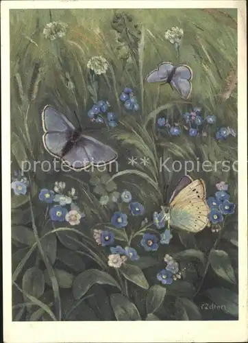 Schmetterlinge Wirbelkrautfalter Kuenstlerkarte C. Zeltner Kat. Tiere