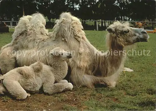 Kamele Zoologischer Garten Zuerich  Kat. Tiere