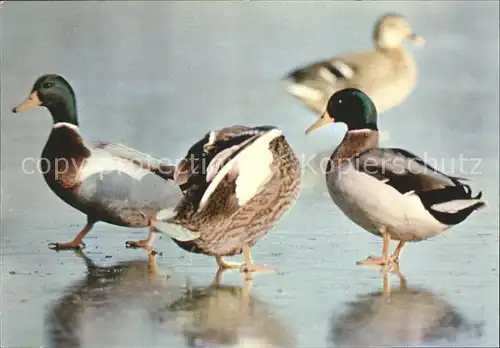 Enten Canard Colvert  Kat. Tiere