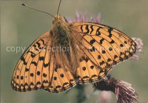 Schmetterlinge Papillon Tabac D Espagne Kat. Tiere
