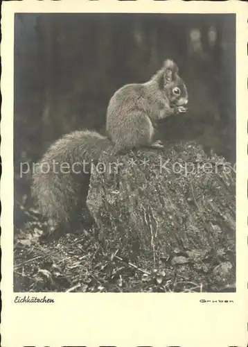 Eichhoernchen Wiechmann Fotokarte Nr. 103 Kat. Tiere