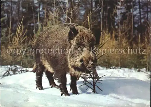 Schweine Wildschwein cinghiale sanglier Kat. Tiere