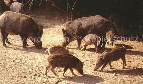 Schweine Wildschweine Sangliers  Kat. Tiere