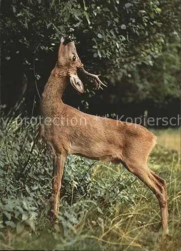 Tiere Rehbock Reebok Chevreuil  Kat. Tiere