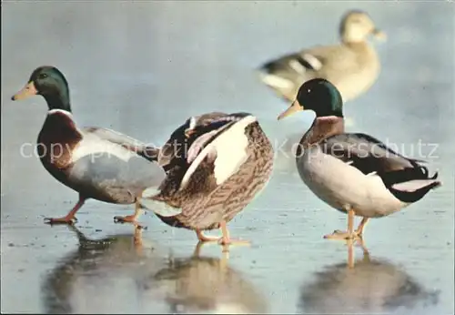 Enten Canard Colvert  Kat. Tiere