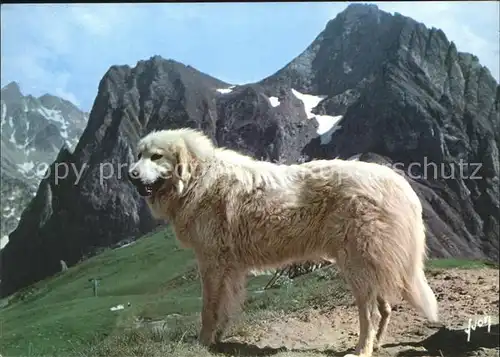 Hunde Chien des Pyrenees  Kat. Tiere