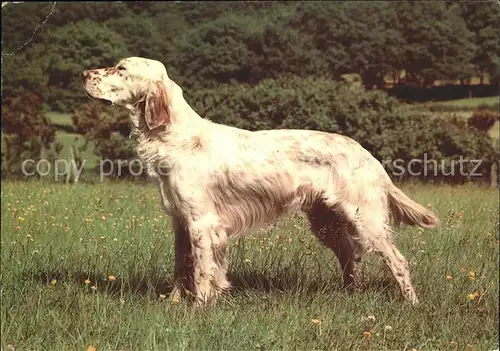 Hunde  Kat. Tiere