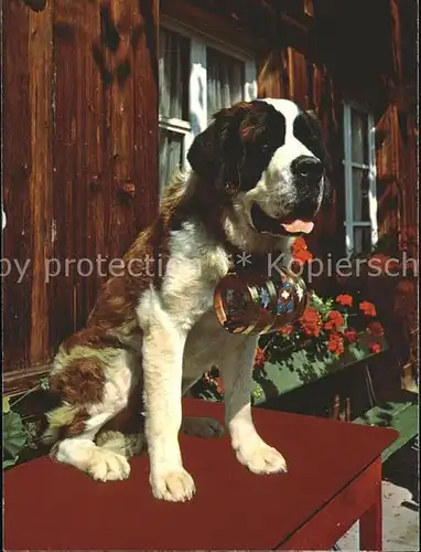 Bernhardiner St. Bernhard Zwinger  Kat. Tiere