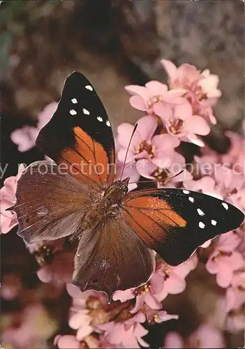 Schmetterlinge Blumen Kat. Tiere