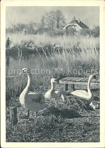 Gefluegel Gaense Photo J.M. Bischoff Lausanne  Kat. Tiere