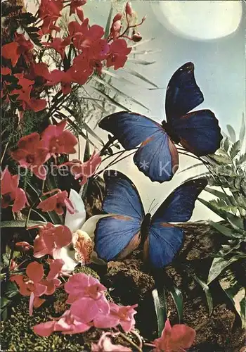 Schmetterlinge Blumen  Kat. Tiere
