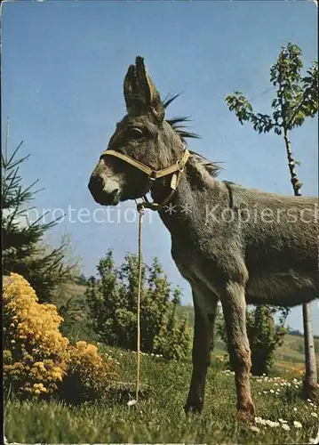 Esel Tiere Donkey Kat. Tiere