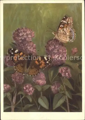 Schmetterlinge Distelfalter Belle Dame Nymphalidae Kuenstlerkarte Kat. Tiere